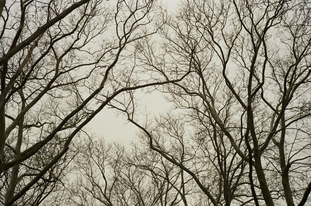 A photo on film of bare tree limbs