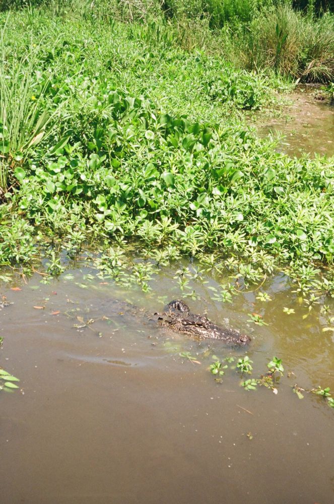 An alligator floating in the water with greenery surrounding 