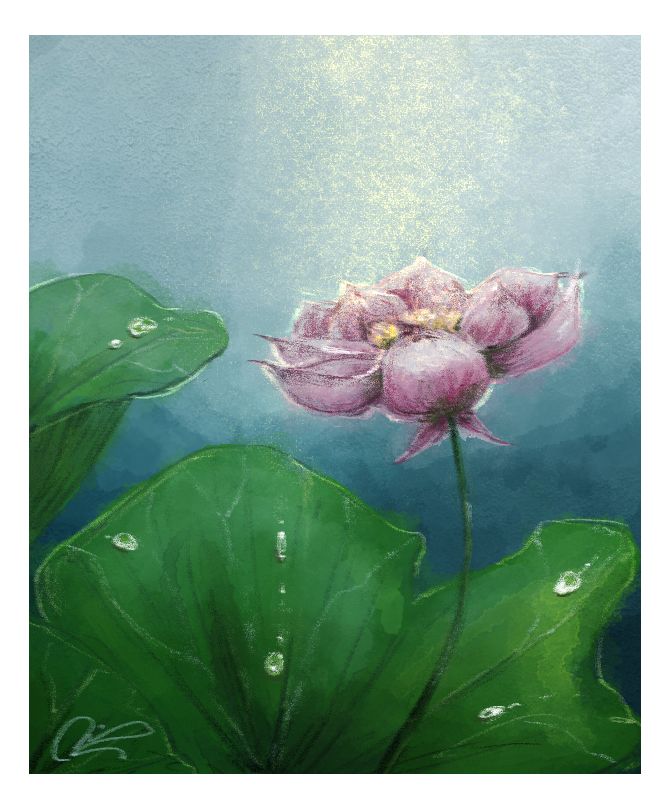 A digital drawing of a lotus flower with droplets on the leaves, made on clipstudio paint