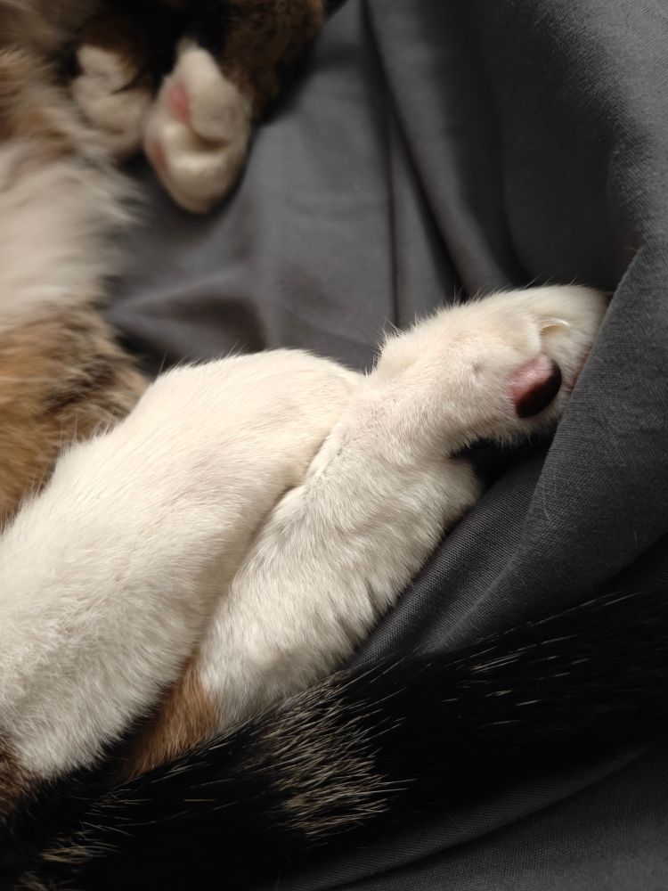 My tabby cat Dijon's back legs