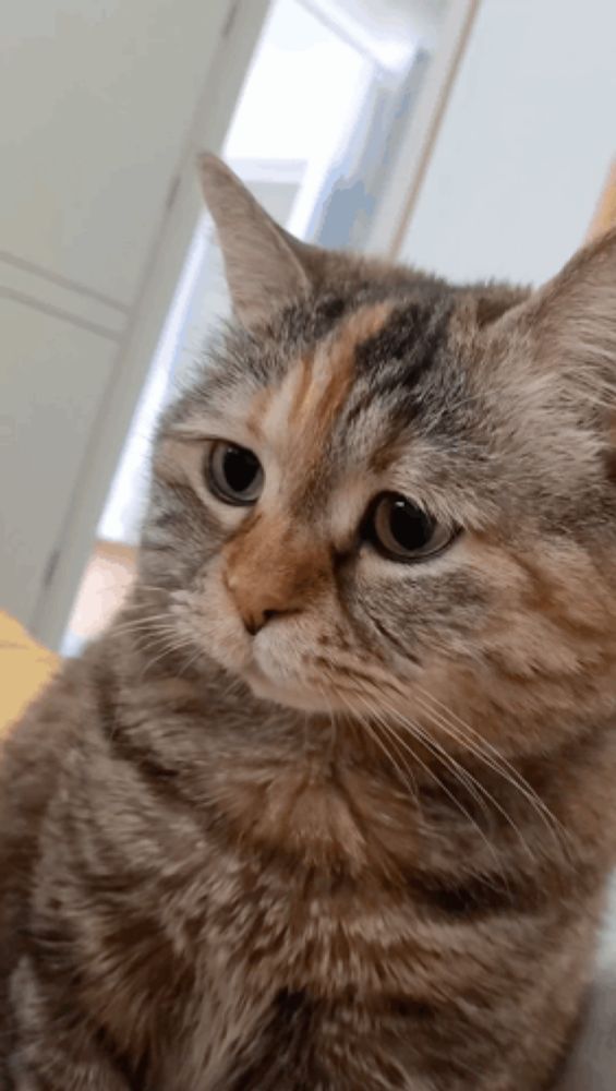 a close up of a cat 's face with a yellow background