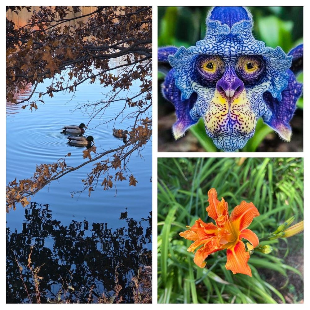 Ducks on a fall lake, a strange monkey orchid, and a brilliant orange flower.