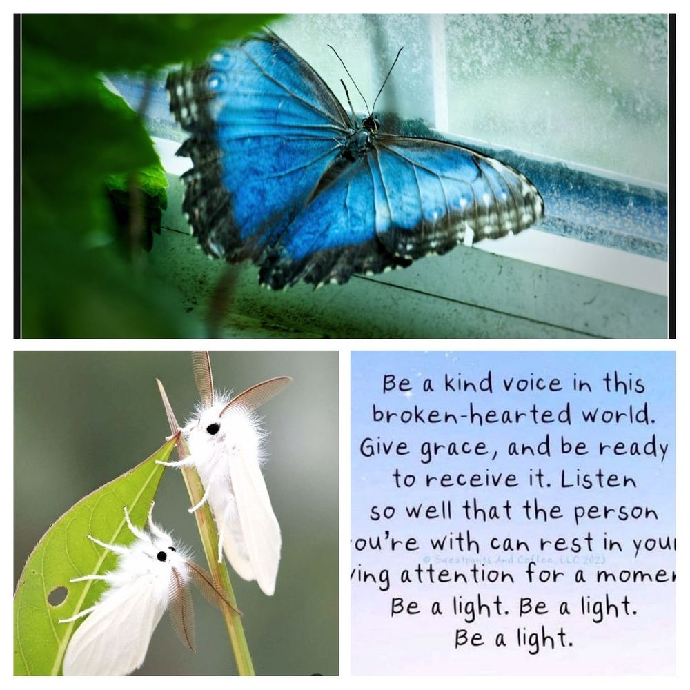 A brilliant blue butterfly on a windowsill, strange fuzzy little white caterpillars, and the advice to be a kind voice in this brokenhearted world.
