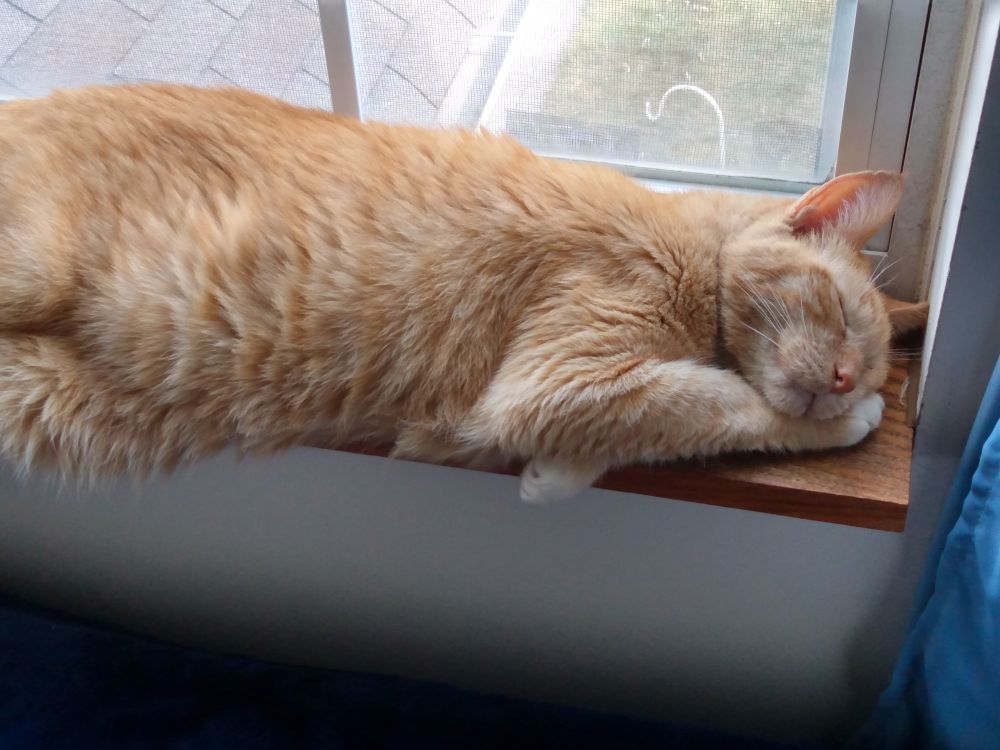 An orange cat sleeps soundly on the windowsill with his paw resting under his little face.