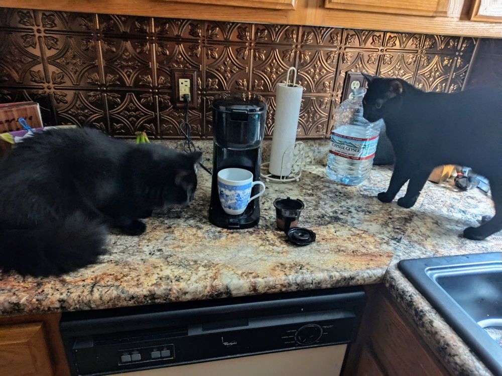 Two black cats wait for the coffee maker to work.
