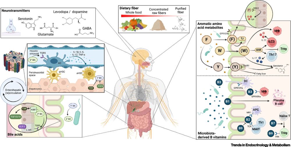 Key figure. Overview of non-short-chain fatty acid (SCFA) microbial metabolites altered upon dietary fiber supplementation. As a result of dietary fiber supplementation, microbially produced metabolites such as neurotransmitters , secondary bile acids (2°BAs) , aromatic amino acids , and B vitamins may be altered, with diverse impacts on host health. The panels depict simplified representations of their interactions with various host cells in the colon, liver, and central nervous system. 
