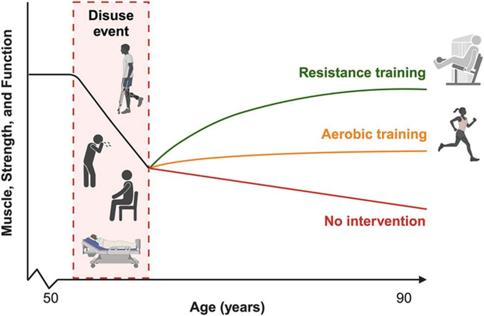 Experimental Physiology, Volume: 109, Issue: 10, Pages: 1650-1662, First published: 06 August 2024, DOI: (10.1113/EP091937) 
Schematic representation of exercise training modalities following a period of muscle disuse to recover skeletal muscle mass, strength and function (e.g., gait speed) in older individuals (Bamman et al., 1998; Schroeder et al., 2019; Villareal et al., 2017; Willis et al., 2012). Created with BioRender.com.

