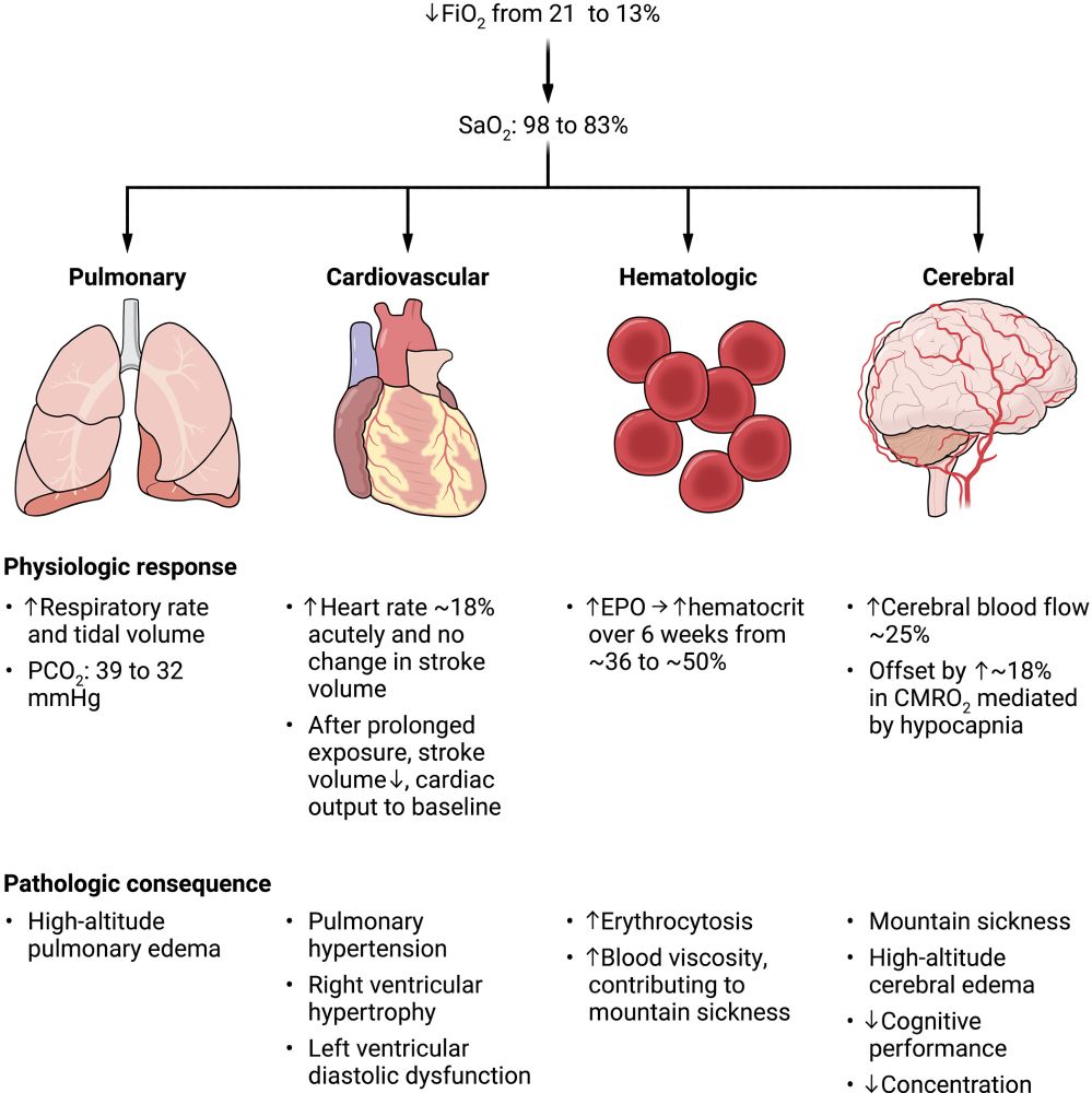 Figure 2 from the paper: Physiological responses to and pathological consequences of hypoxia for different organ systems.
Quantitative estimates are based on studies of healthy adult volunteers in the first 48 hours after moving from sea level to a 13% normobaric hypoxia chamber or the altitude equivalent to this oxygen concentration (hypobaric hypoxia) (107–110). CMRO2, cerebral metabolic rate of oxygen consumption.
CREDIT: A. FISHER/SCIENCE TRANSLATIONAL MEDICINE