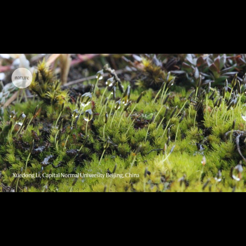 This moss survived 165 million years — and now it's under threat from climate change