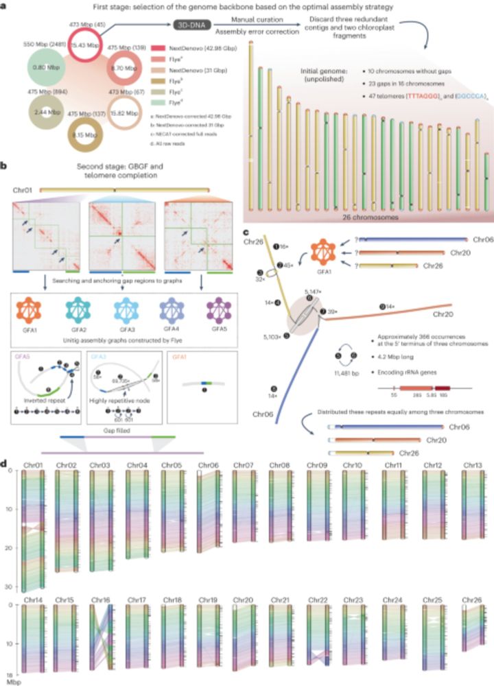 Near telomere-to-telomere genome of the model plant Physcomitrium patens - Nature Plants