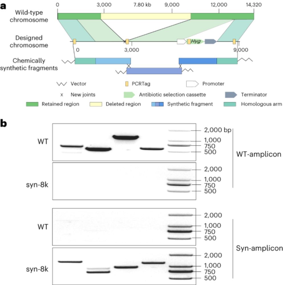 A designer synthetic chromosome fragment functions in moss - Nature Plants