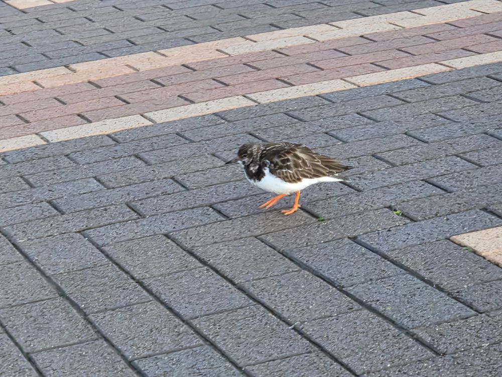 Sandpiper on pavement