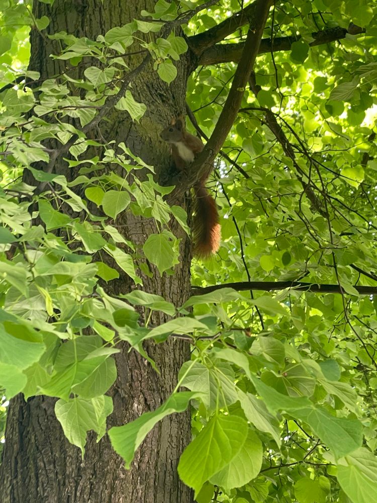 A cute red squirrel in a tree. 