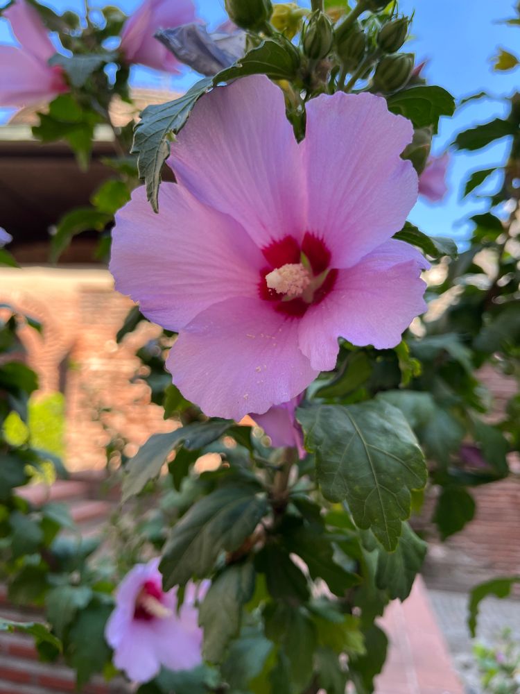 A huge pinkish flower which belongs to hibiscus , mallow family, together with flourish green leaves and more flowers against a background of red-brownish bricks wall under blue sky