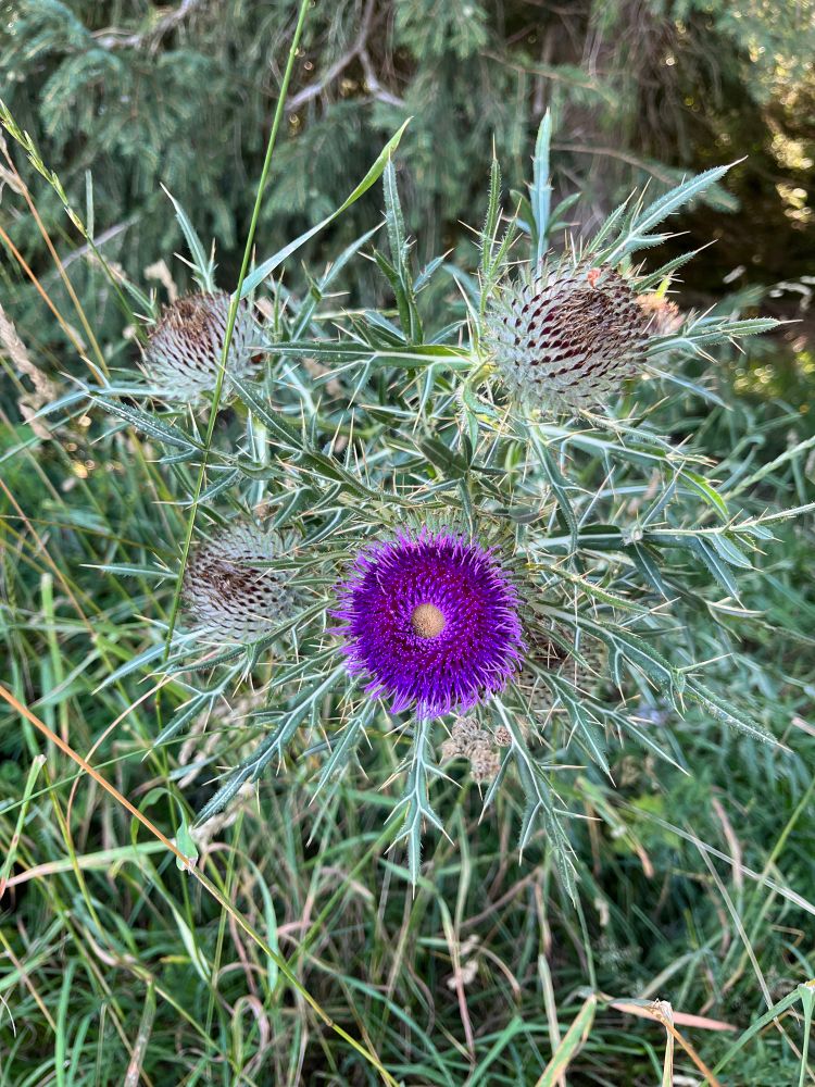 A distinctive purple flower head crowned against its pale greenish leaves with thorns , accompanied by three more  white flowerbud  heads , milk thistle.