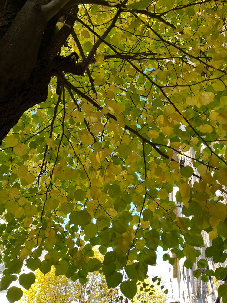 LindenBaum branch with yellow and green leaves, scene of autumn