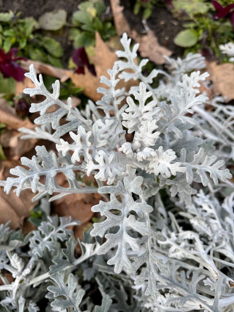 silver ragwort, looks like snowflake ❄️ 