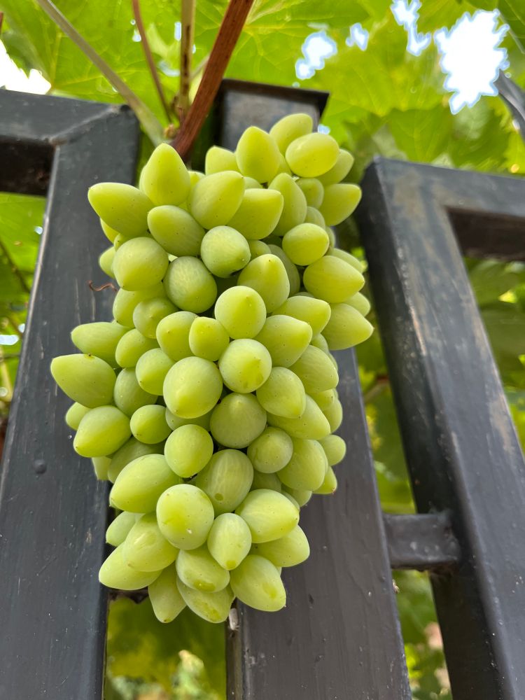a bunch of unripe grapes, green, crushed out from black iron fences