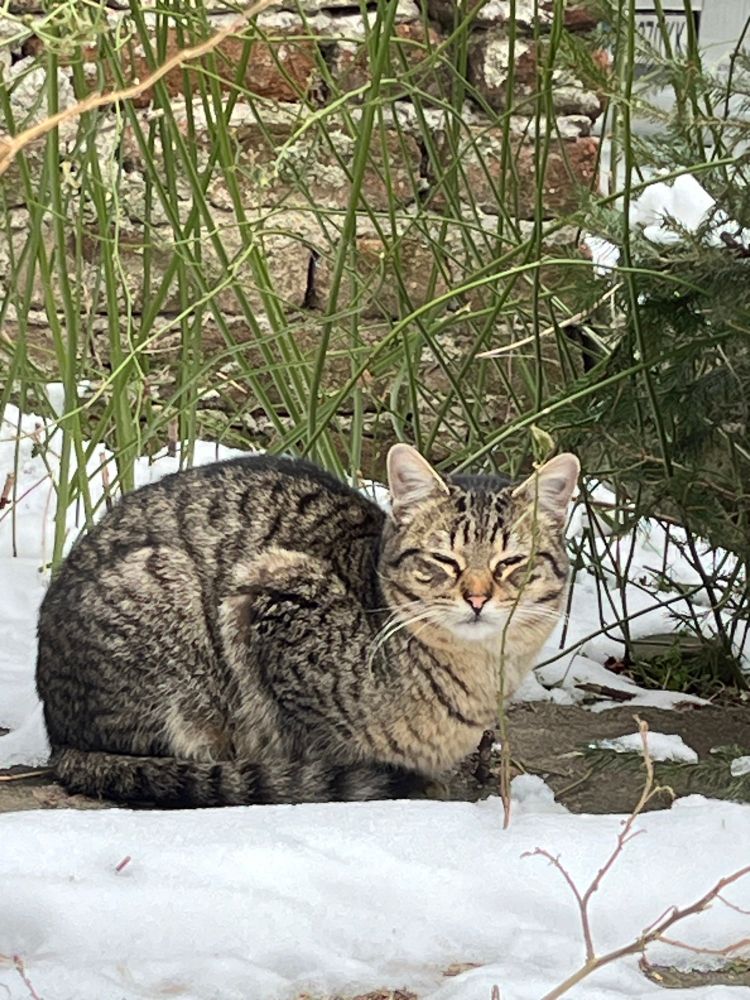 a tabby cat with squinting eyes sitting in between snow and some green stems 
