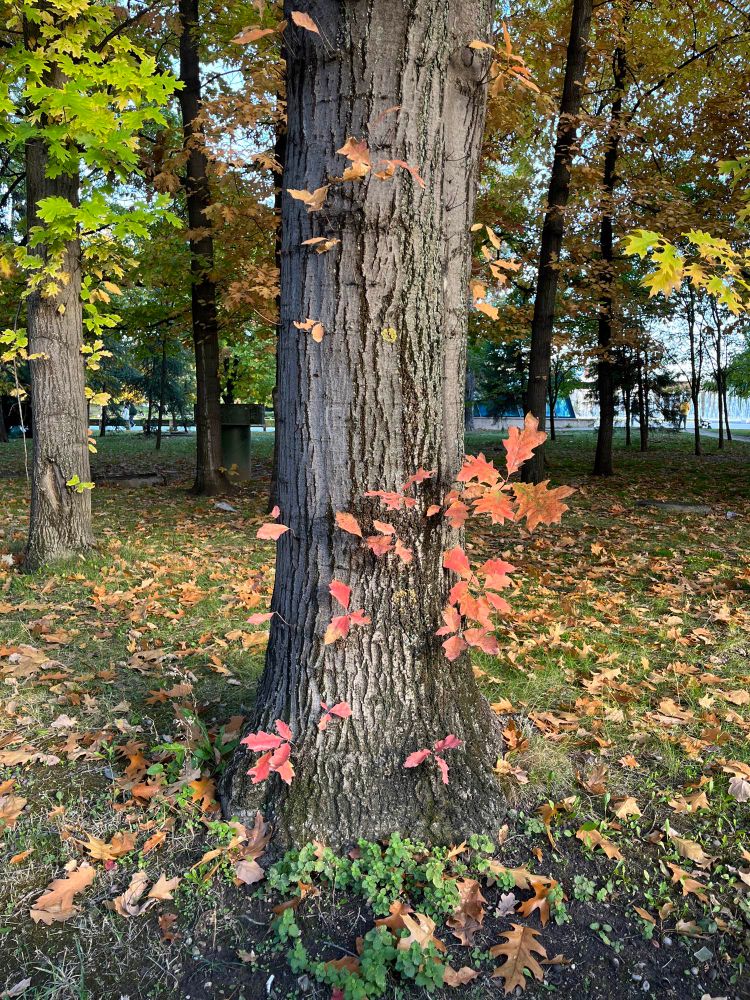 several red leaves spotted on the trunk of oak tree, scene of autumn 