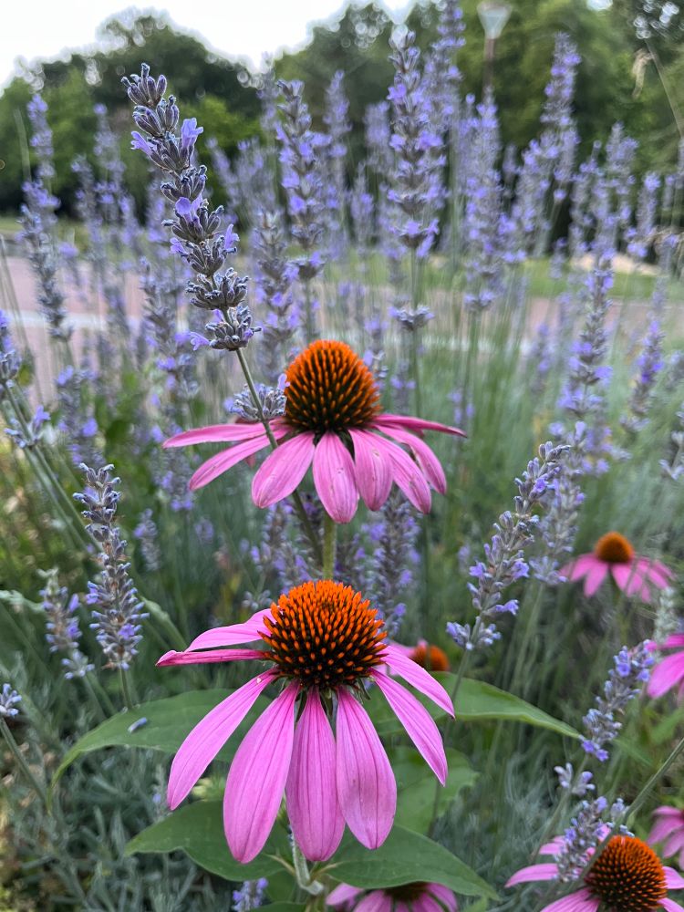 Two magenta echinaceas in their blooms against a patch of violet lavenders 