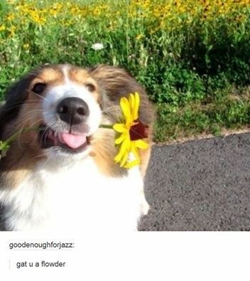 a photo of a collie holding a flower in its mouth in such a way as to contort its doggie lips, looking very uncomfortable and awkward as dogs do.

a tumbler-style comment underneath that image says (in very microwaved, JPEG-compressed text): “gat u a flowder”