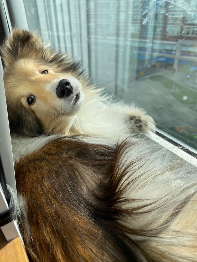 a photograph of my Shetland Sheepdog, Lily in the sunlight in front of a window. her head is turned over her shoulder to look at the camera, with eyes slightly squinted.