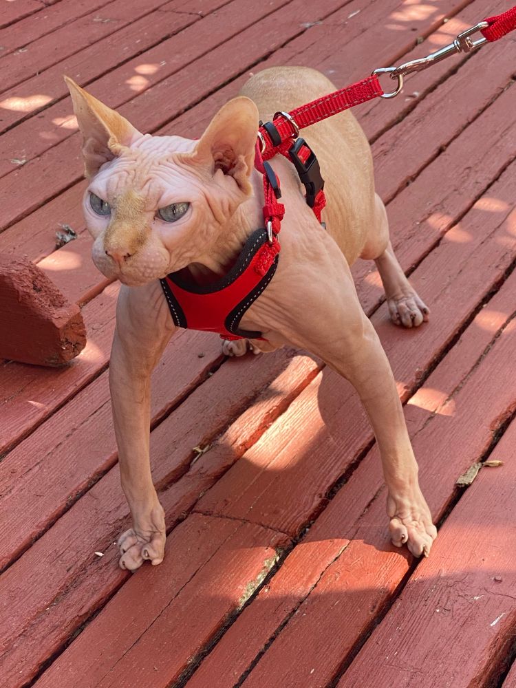 A sphynx cat in a harness on a deck, squaring up