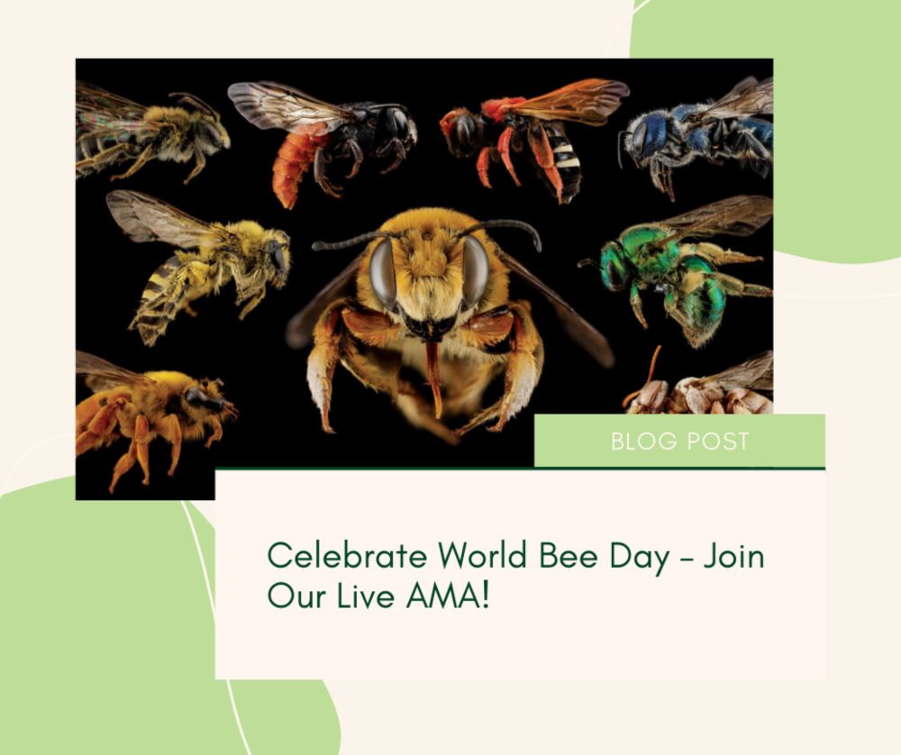 Celebrate World Bee Day – Join Our Live AMA!