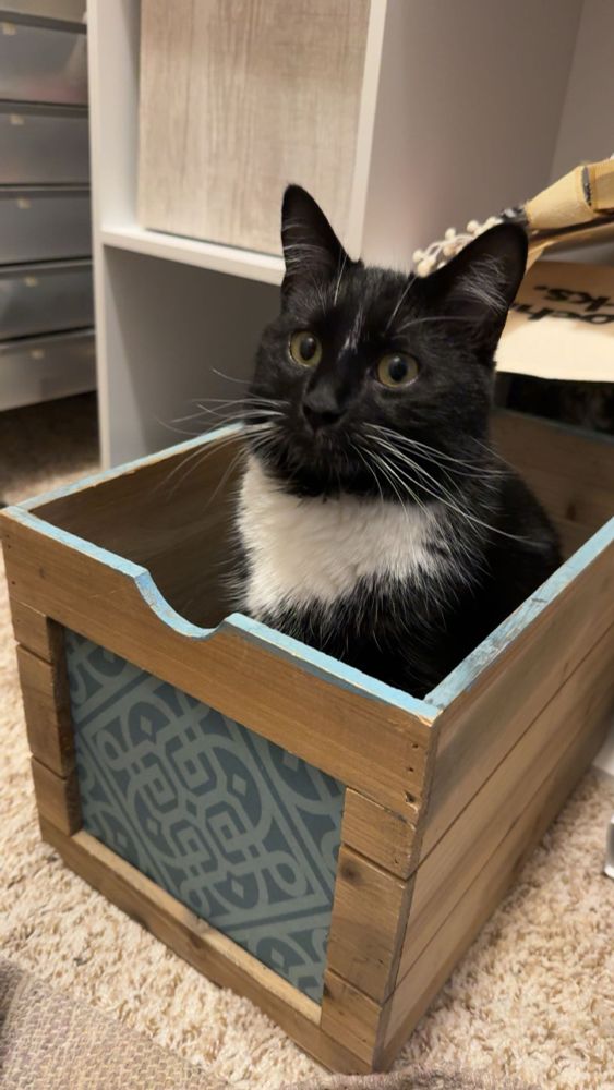 A photo of my black and white tuxedo cat, True Crime Podcast, sitting in a wooden box with a blue design on the front. “If I fits, I sits”