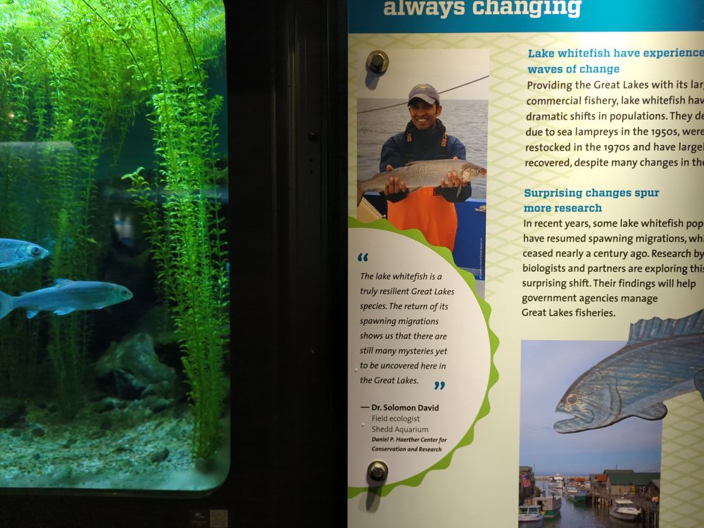 A picture of an aquarium sign featuring scientist Solomon David holding up a fish and smiling to camera, with a quote from him about whitefish beneath the picture