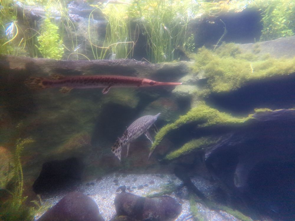 Gar! Looking super pretty in a tank of green plants, great rocks, and white pebbles