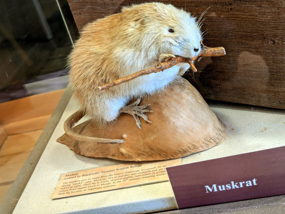 Photo of a taxidermied muskrat in a display case at the Dorchester County visitor center.