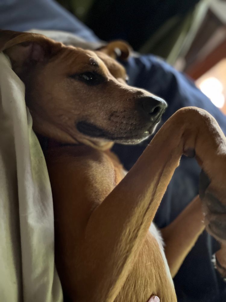 Tan coloured short haired medium size mongrel dog lying in back with paws in the air, she looks very sweet faces and happy