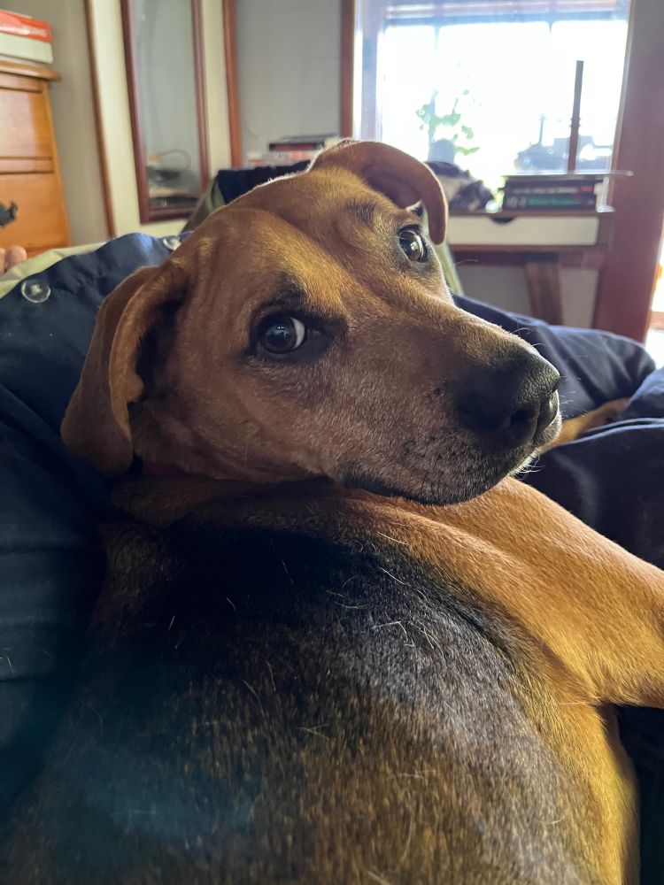 Same dog giving significant side-eye