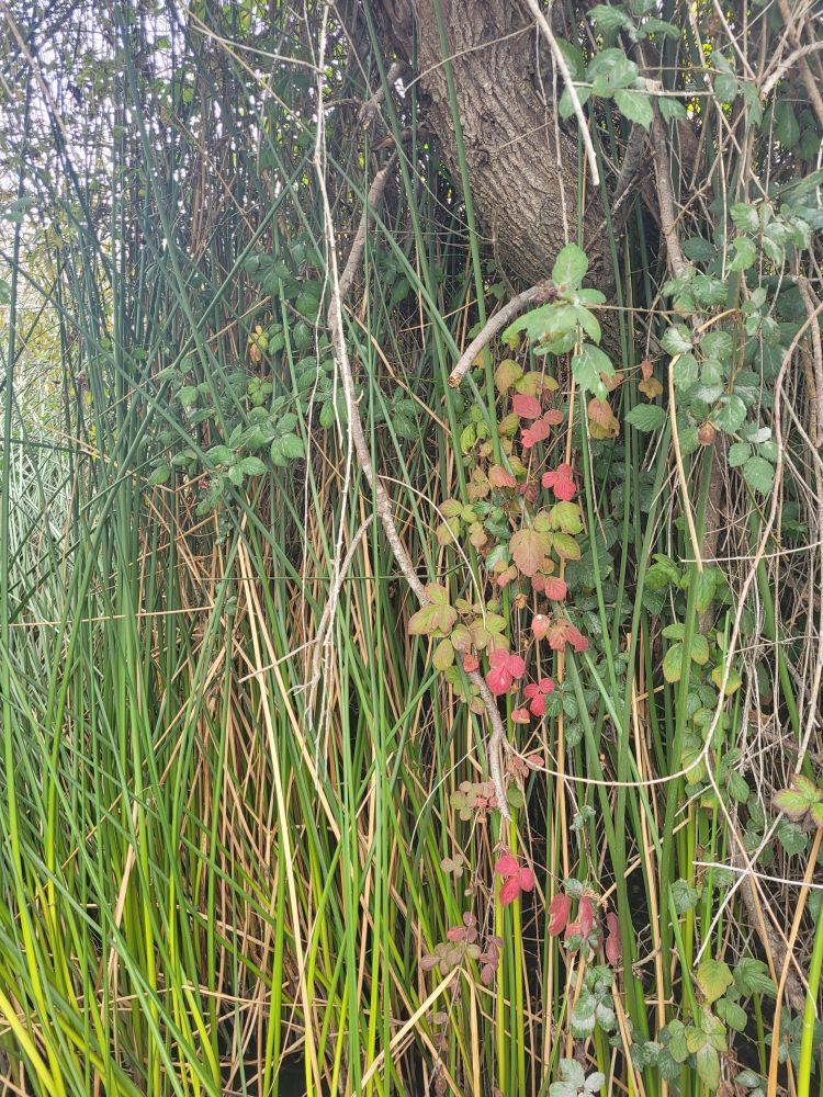 A picture of a bunch of bright green reeds in front of a tree, with poison oak draped over both the tree and reeds. The poison oak is a mix of shiny green, yellowish-tan, and bright red.