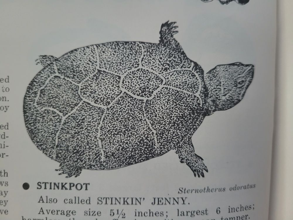 A black and white illustration of a round chonky turtle. It's labeled as "Stinkpot Sternotherus odoratus. Also called Stinkin' Jenny"