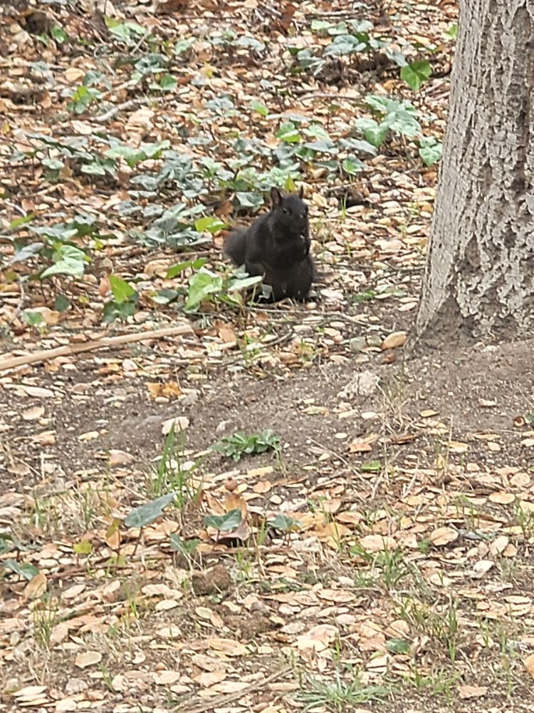 A blurry sort-of close up pic of a black squirrel sitting on its haunches near the base of a tree, eating something. 