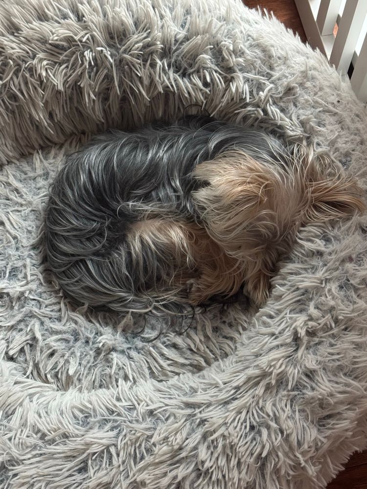 My Yorkie/Maltese puppers curled up in a ball passed out. 