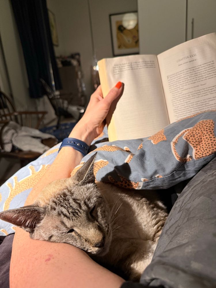 Under a duvet, book and curled up cat