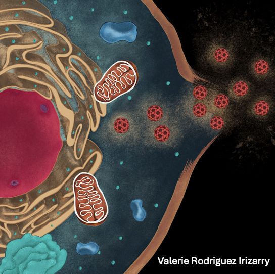 Drawing of a cell showing mitochondria in the cytoplasm, with murine norovirus virions exiting the cell through damage to the plasma membrane. Image credit: Valerie Rodriguez Irizarry