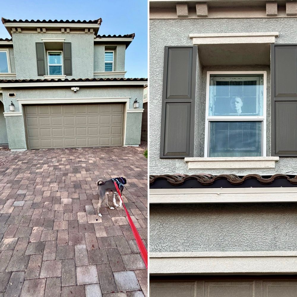 Mike Myers peers through a window at Arlo sniffing away at his driveway 