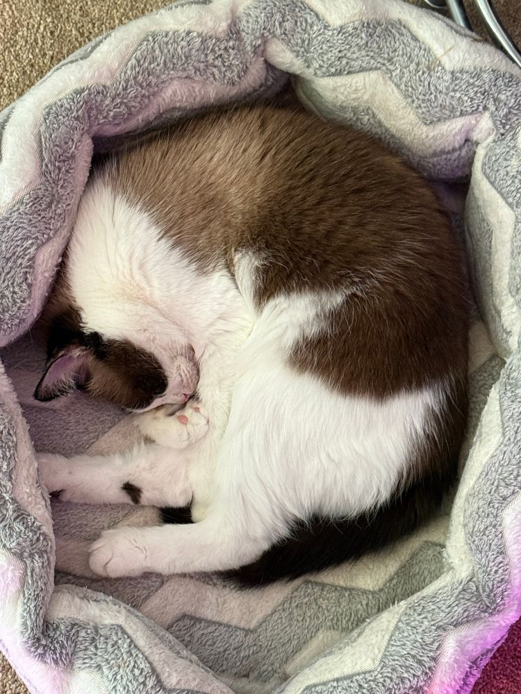 A brown and white cat sleeping in a grey and white fuzzy bed. The cat is in a circle pose.