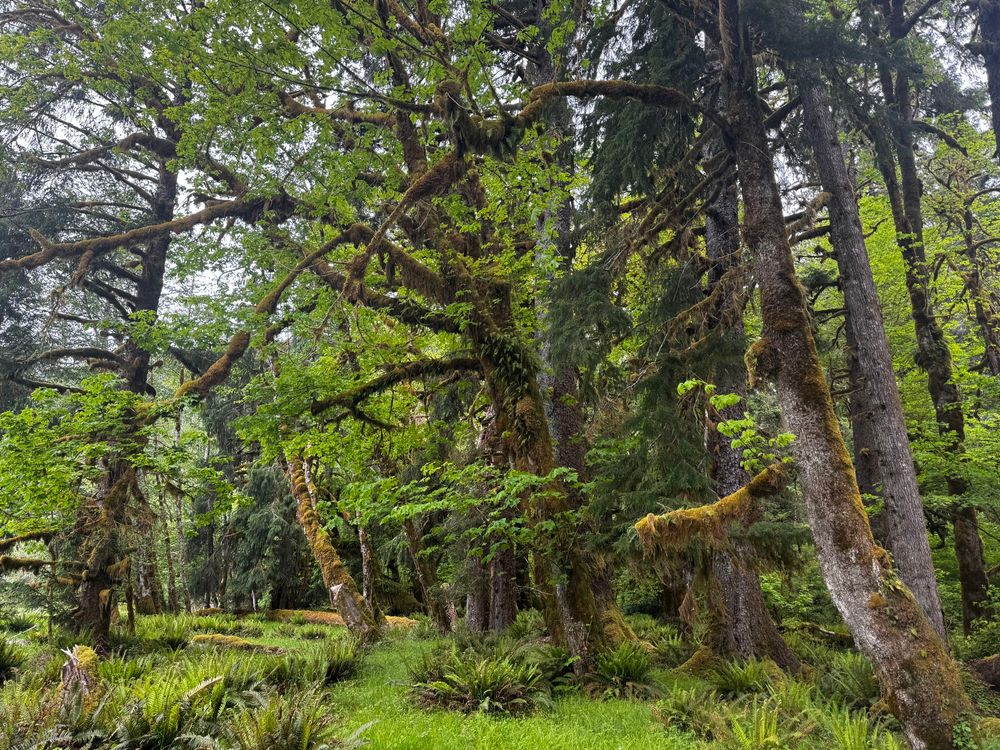 Mossy forest and trees 