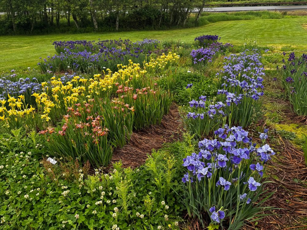 Yellow, blue, reddish iris with a field in the background