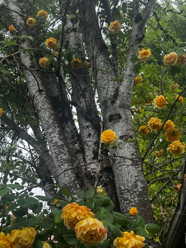 Yellow roses with green foliage growing up a tree with white bark 
