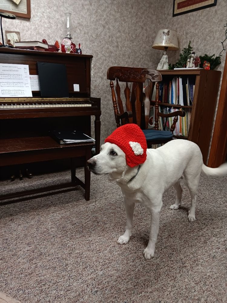 13-year-old canine sweetheart waits impatiently for next football party 