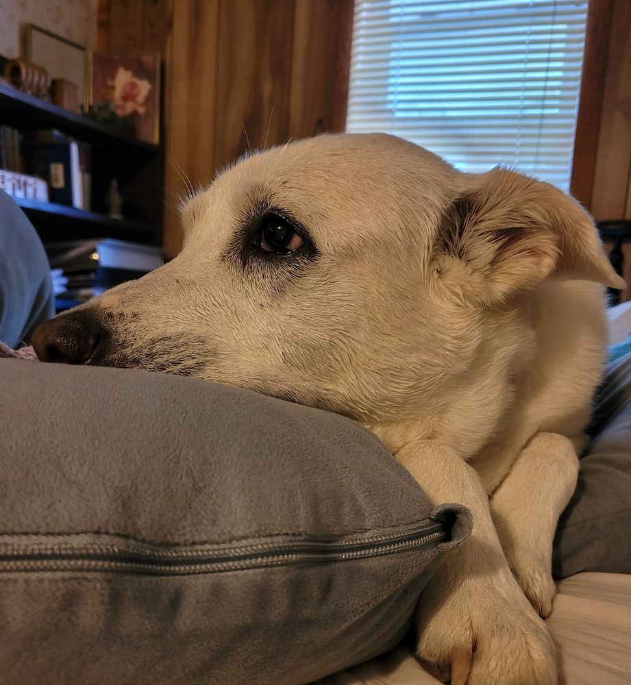 Great Pyrenees/lab mix getting ready yo snooze on my pillow.  