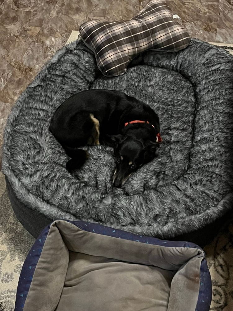 Small black and brown dachshund, Chihuahua, and minpin mix dog with a red collar curled up on a large oval fluffy blue and white dog bed six times bigger than he is. 