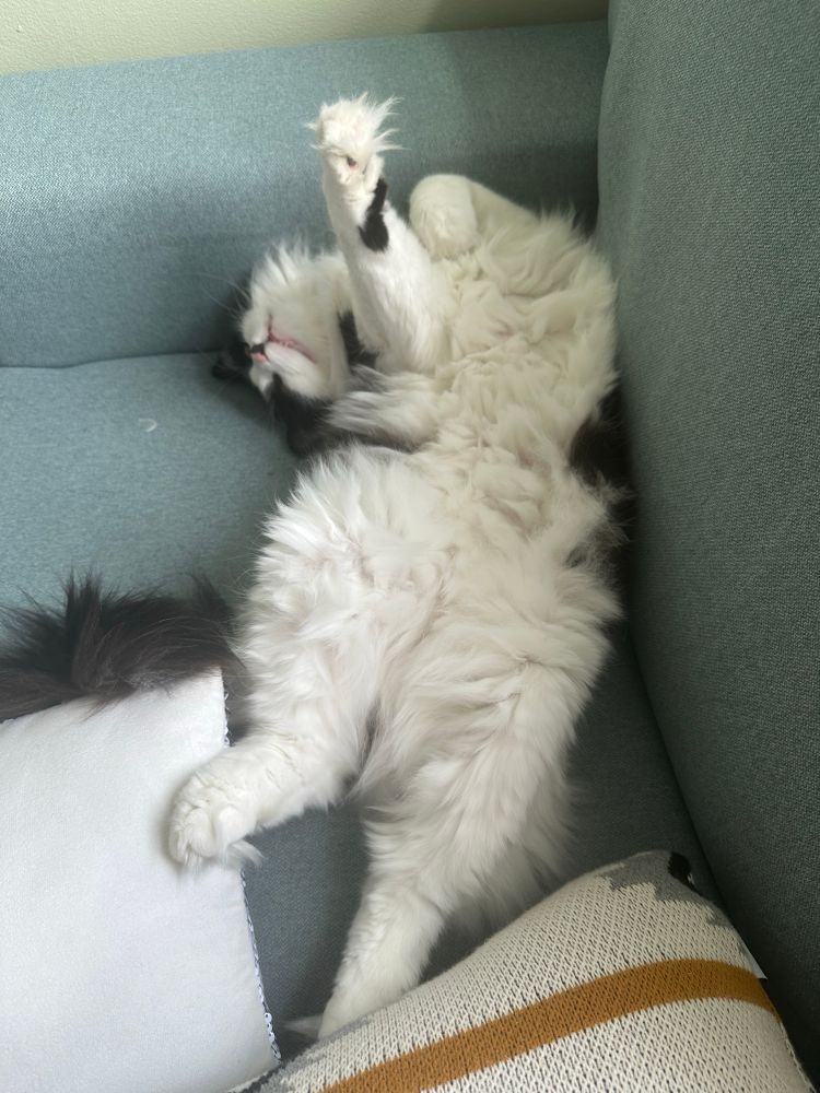 Long haired black and white cat lays on his back, showing his white fluffy belly to the camera. One front leg is sticking straight up.